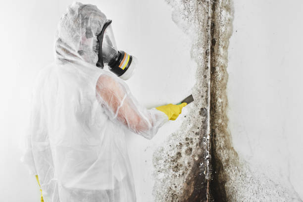 Attic Mold Removal in Mundelein, IL
