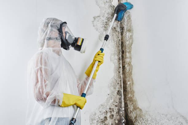 Mold Removal and Inspection in Mundelein, IL