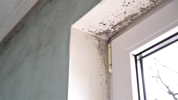 Best Home Mold Removal  in Mundelein, IL