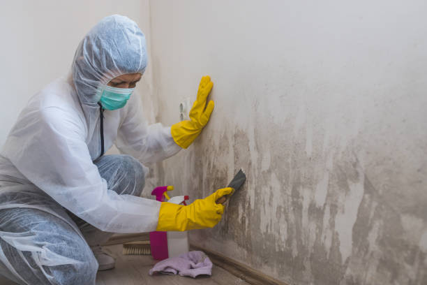 Best Professional Mold Removal  in Mundelein, IL