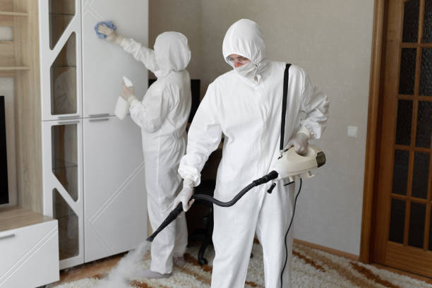 Best Mold Removal Company Near Me  in Mundelein, IL