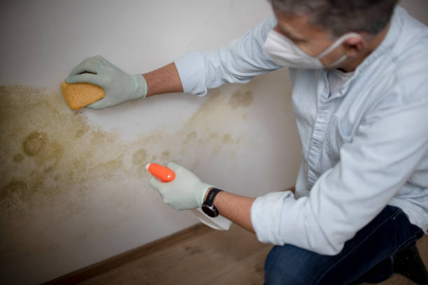 Best Mold Testing  in Mundelein, IL
