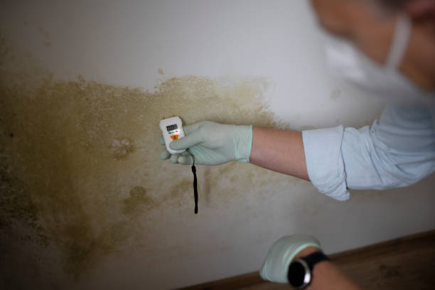 Best Mold Removal Near Me  in Mundelein, IL