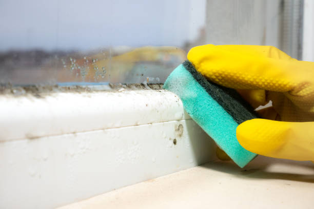Best Mold Testing  in Mundelein, IL