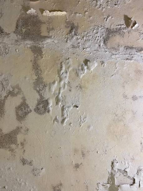 Best Affordable Mold Removal  in Mundelein, IL