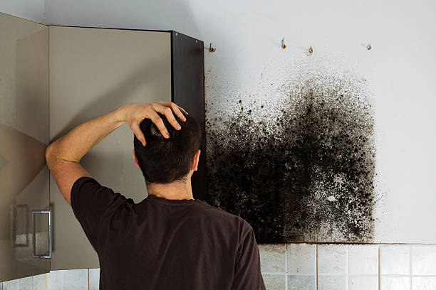 Best Attic Mold Removal  in Mundelein, IL