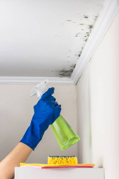 Professional Mold Removal in Mundelein, IL